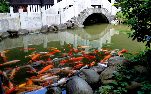 Pond Experts Explain the Benefits of Professional Installation